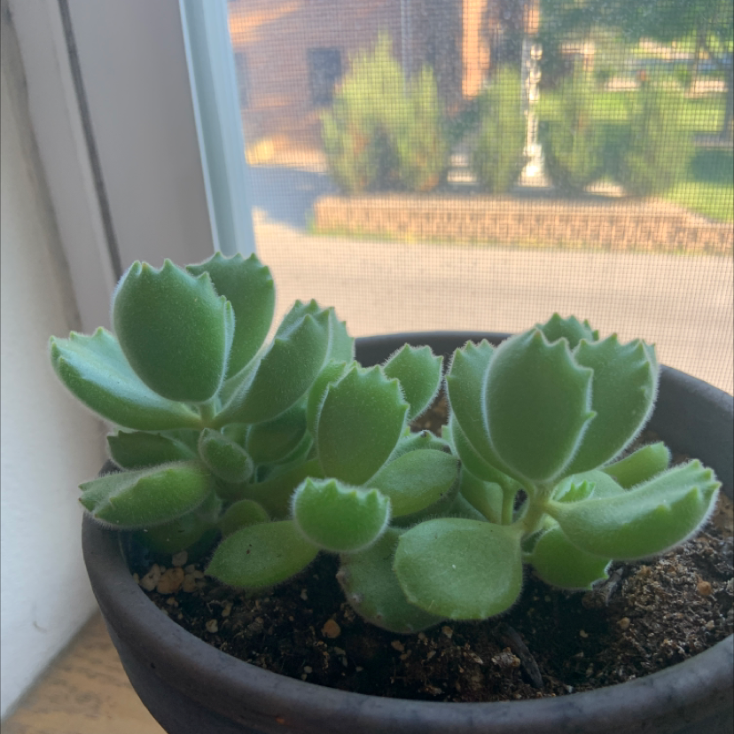 Photo of the plant species Bear's Paw by @emilydejesu named bear paws on Greg, the plant care app