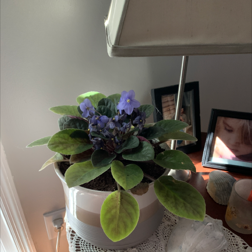 African Violet plant photo by @olivetree456 named Cosmo on Greg, the plant care app.