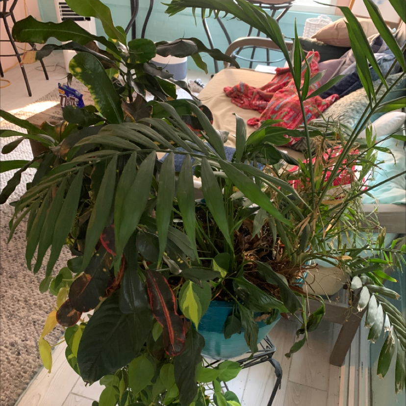 Parlour Palm plant photo by @olivetree456 named Mike on Greg, the plant care app.
