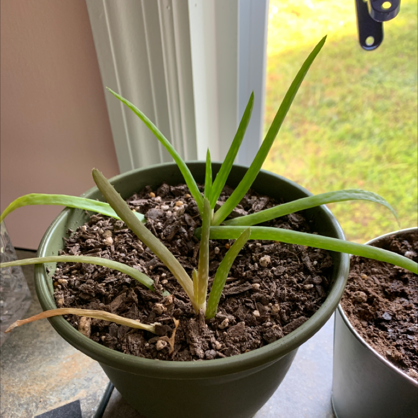 Aloe vera plant photo by @olivetree456 named Corneleous on Greg, the plant care app.