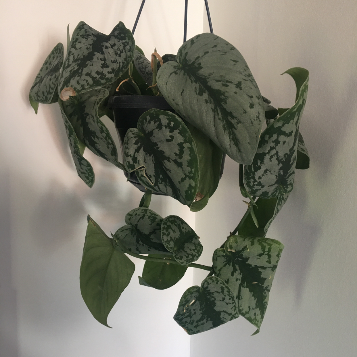 Satin Pothos plant photo by @pluuto named Devil’s Ivy on Greg, the plant care app.