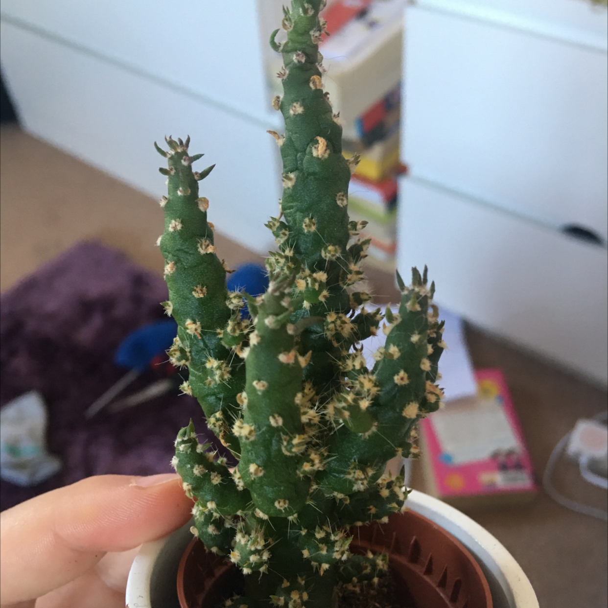 Eve's Needle Cactus plant photo by @pluuto named Eve on Greg, the plant care app.