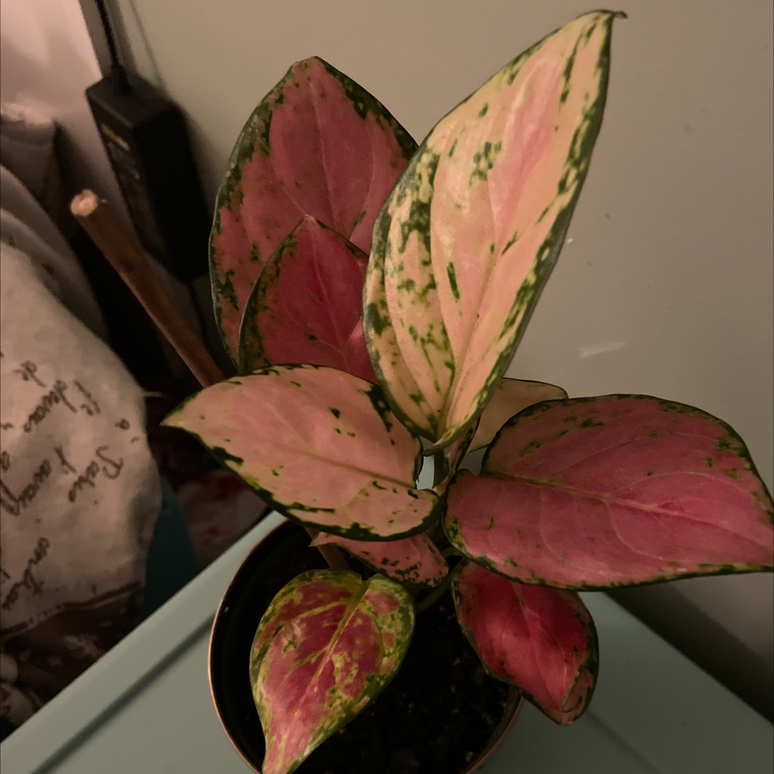 Chinese Evergreen plant photo by @MidnightVyper named Groot on Greg, the plant care app.