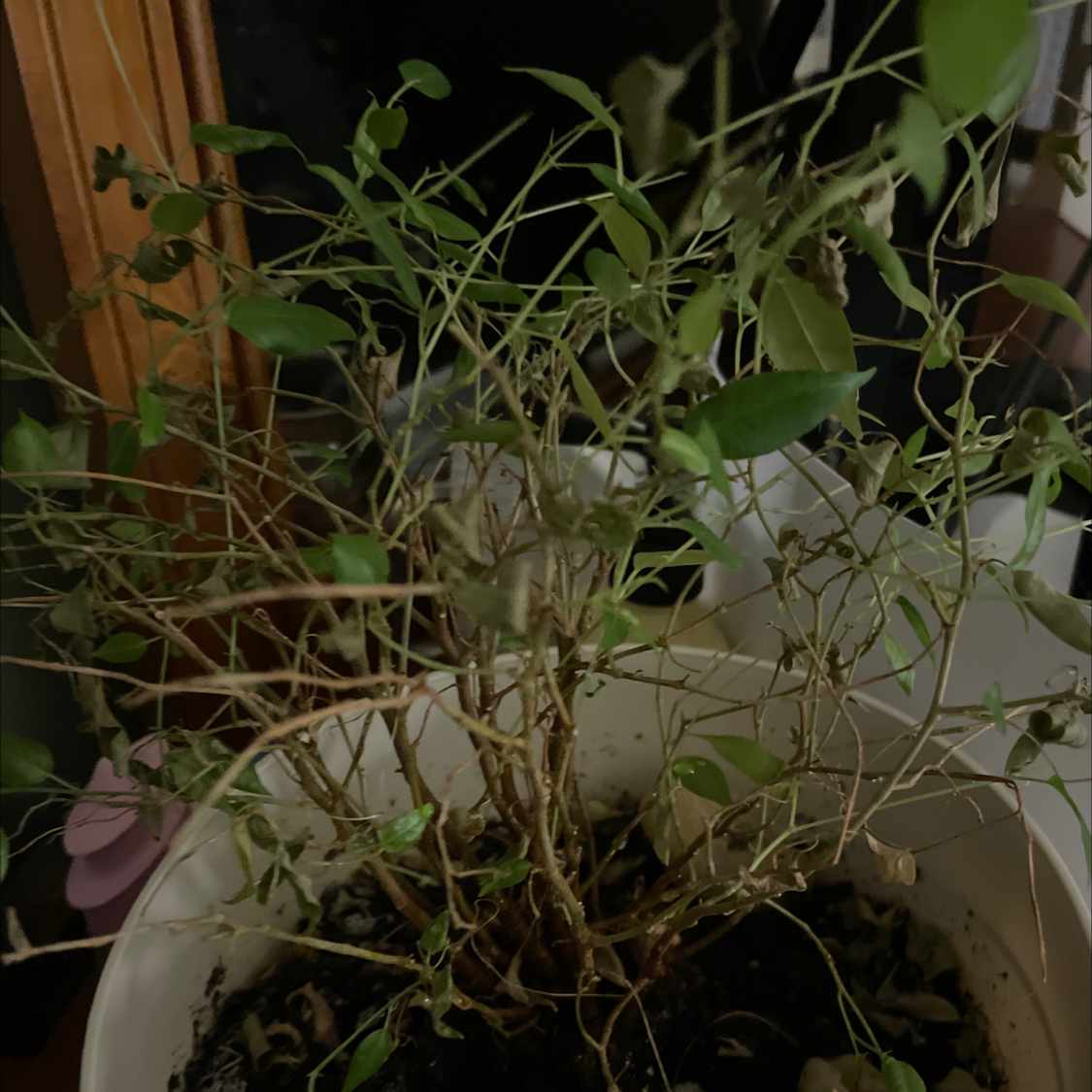 Weeping Fig plant photo by @MidnightVyper named Bob Moss on Greg, the plant care app.