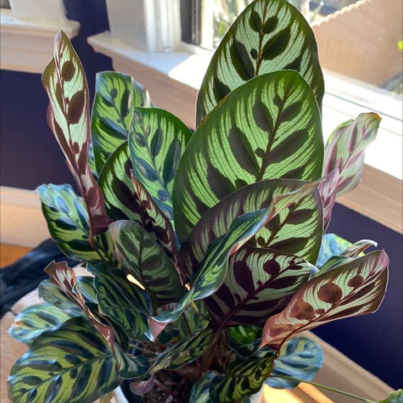 Healthy Cathedral Windows plant with vibrant, patterned leaves.