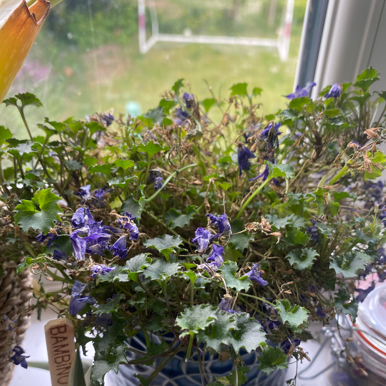 Peach-Leaf Bellflower with wilted flowers and slightly discolored leaves on a windowsill.