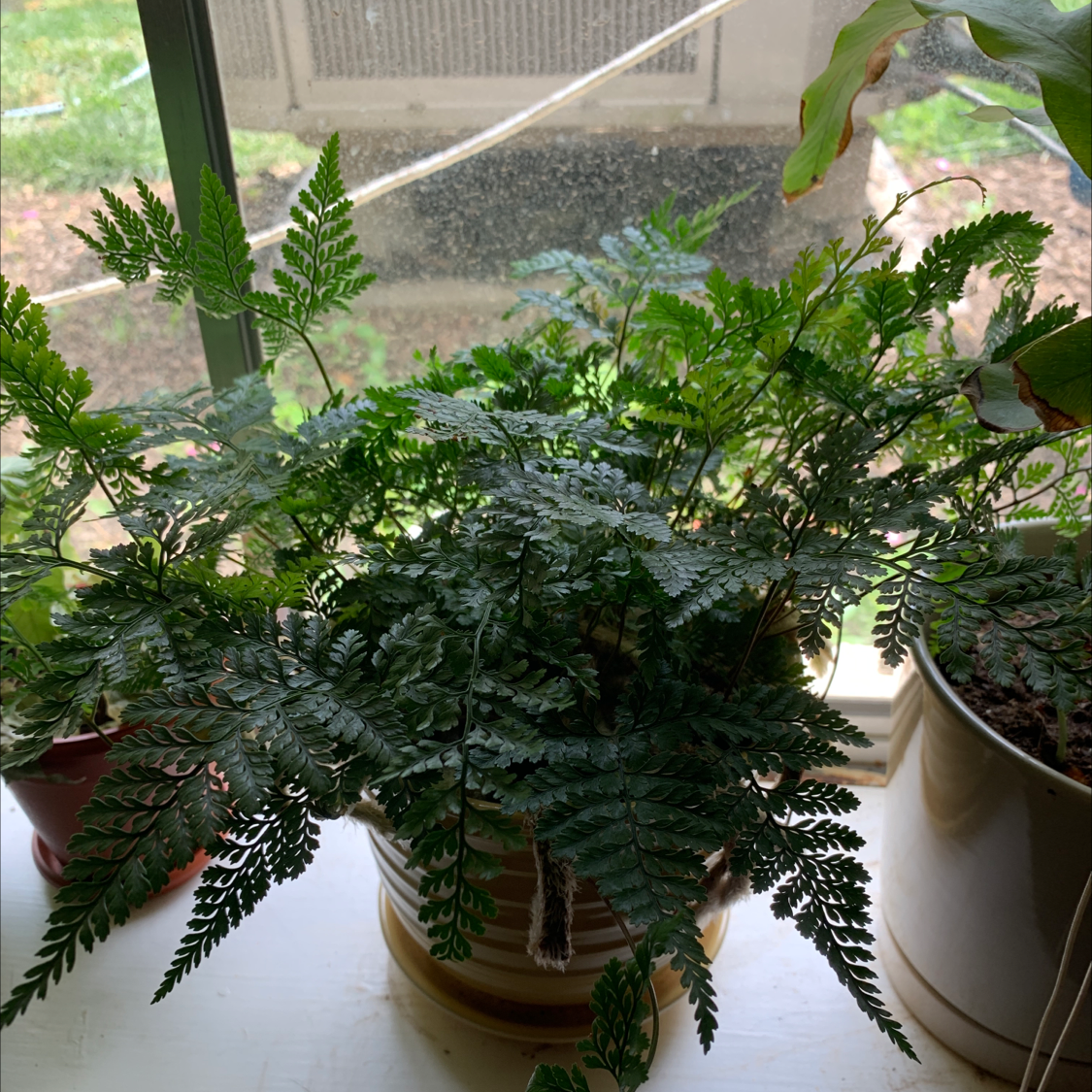 Leatherleaf Fern on a windowsill with vibrant green leaves, no visible health issues.