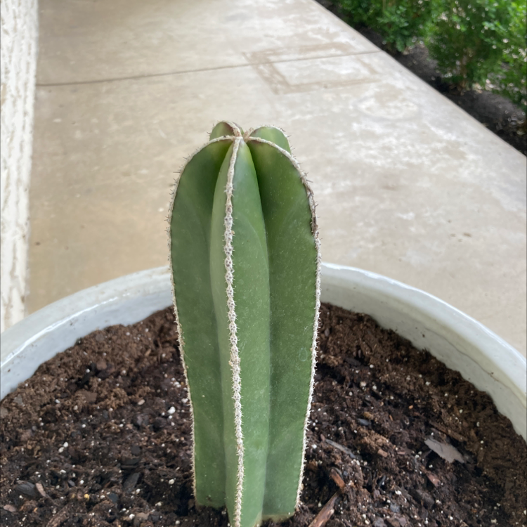 Mexican Fence Post Cactus in a pot with visible soil, appears healthy.