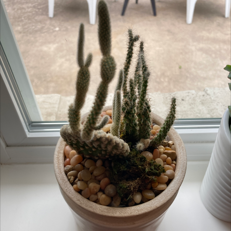 Potted Golden Snakecactus on a windowsill with pebbles on the surface.