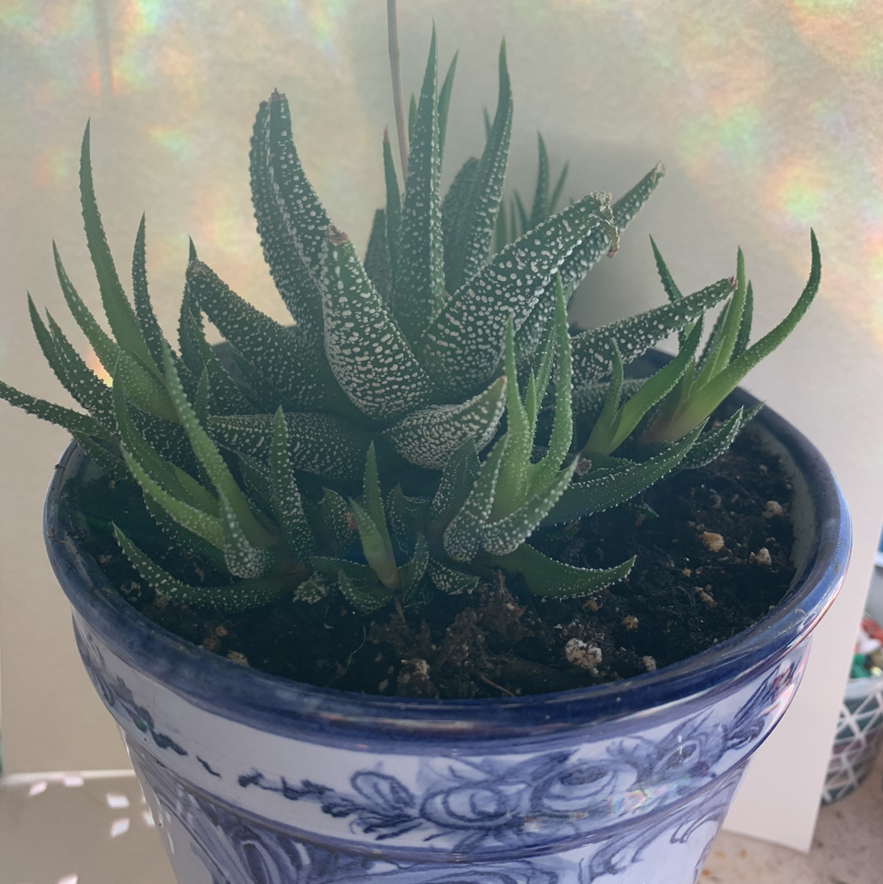 Close-up of a healthy Zebra plant with striped leaves in a blue and white ceramic pot against a warm background.