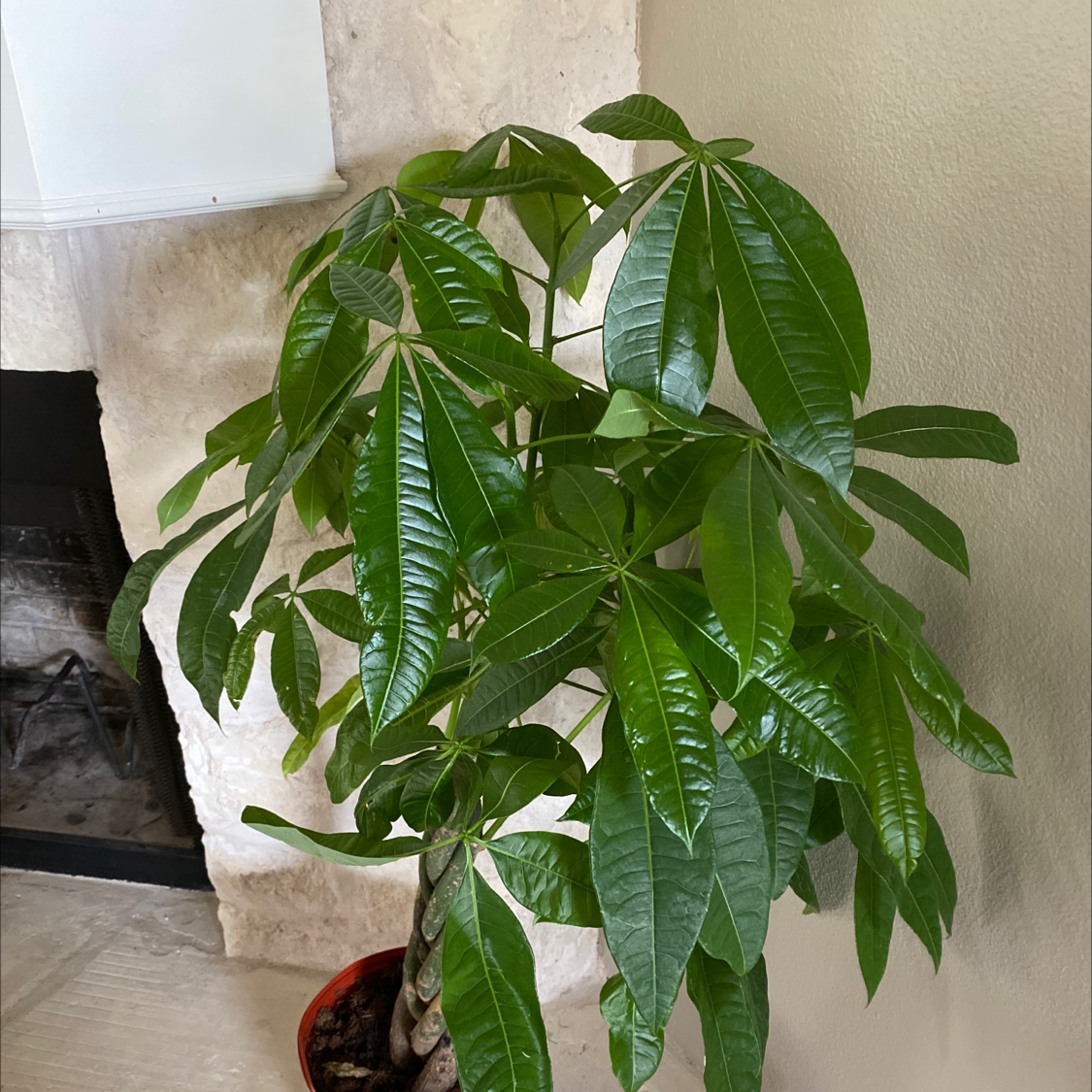 Money Tree plant photo by @anthonyr named Your plant on Greg, the plant care app.
