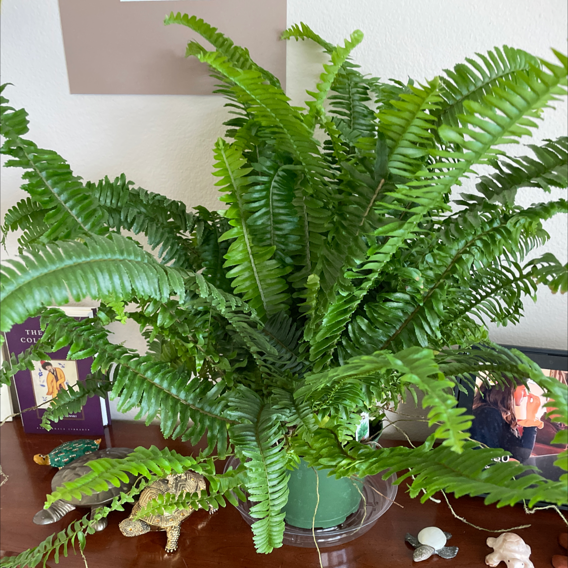 Healthy Kimberly Queen Fern with lush green fronds in a pot on a surface with decorative items.