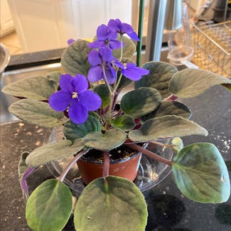 African Violet plant in Lakeway, Texas