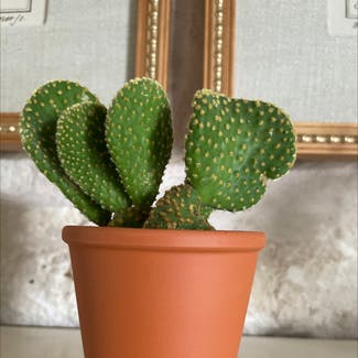 Bunny Ears Cactus plant in Lakeway, Texas