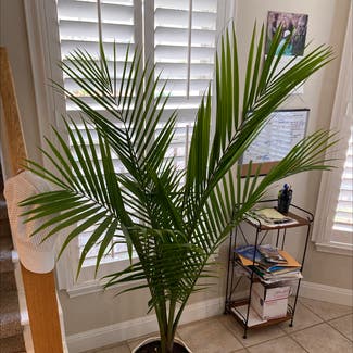 Majesty Palm plant in Lakeway, Texas