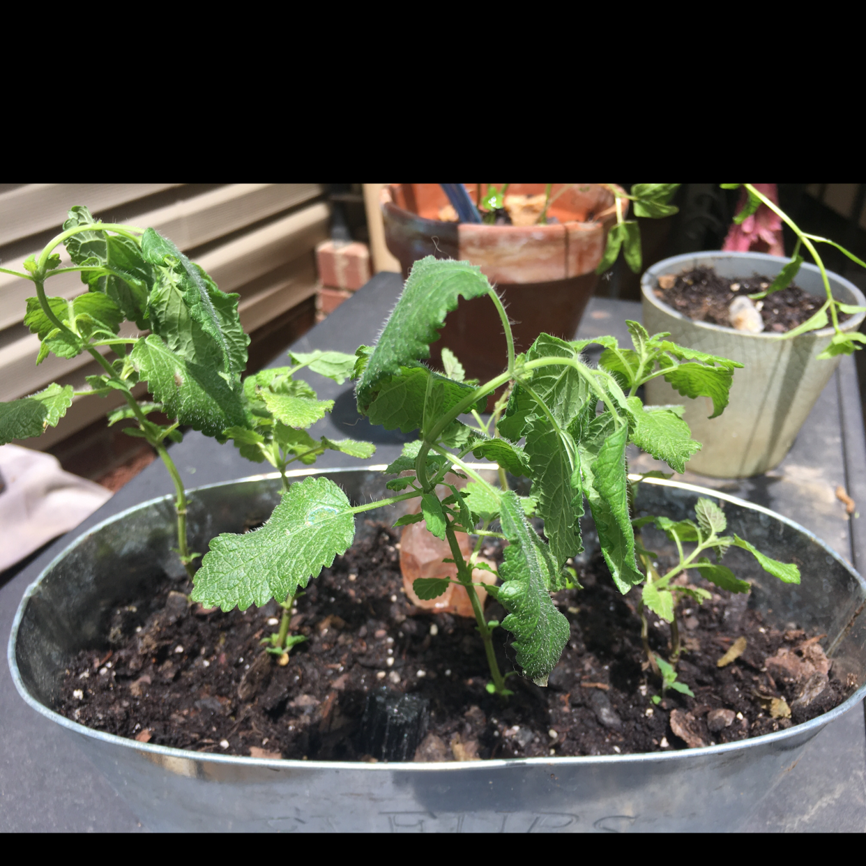 Lemon Balm plant photo by Kayden named Bartholomew on Greg, the plant care app.