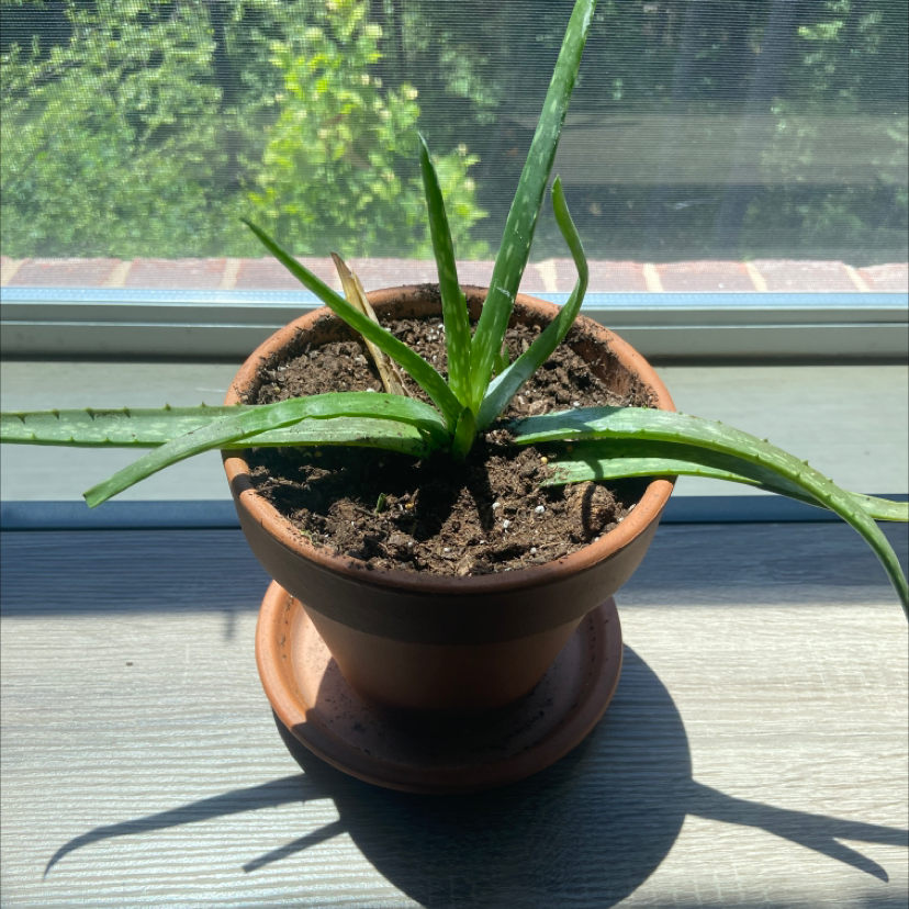 Aloe vera plant photo by @Kyle named Aloe Vera on Greg, the plant care app.