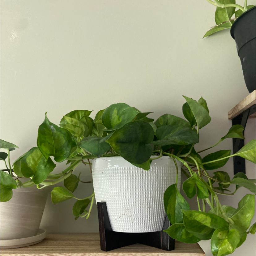 Potted Global Green Pothos plant with vibrant green leaves, well-framed and centered.