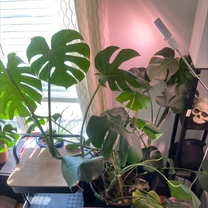 Monstera plant photo by @Kyle named Monster Mash on Greg, the plant care app.