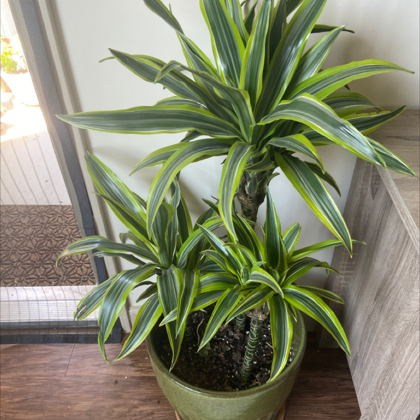 Photo of the plant species Cornstalk Dracaena by @Kyle named Pax on Greg, the plant care app