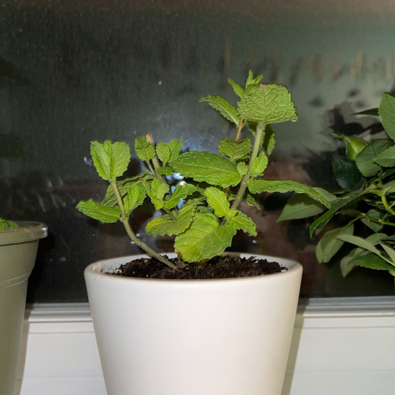 Photo of the plant species Spearmint by @johnrichardw named Ariadne on Greg, the plant care app