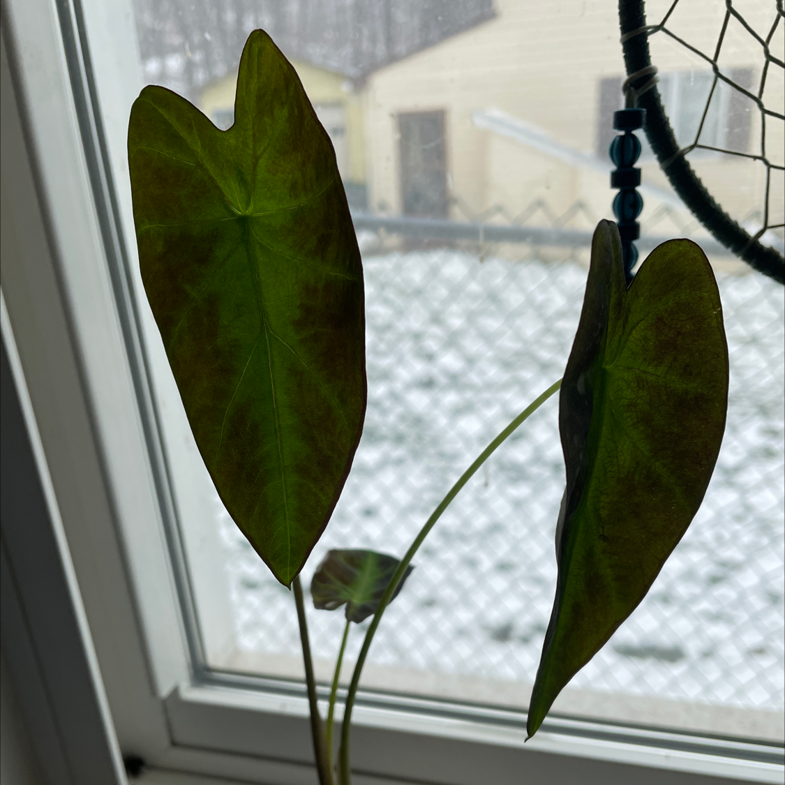 Colocasia 'Black Beauty' plant with two leaves showing browning edges, placed near a window.