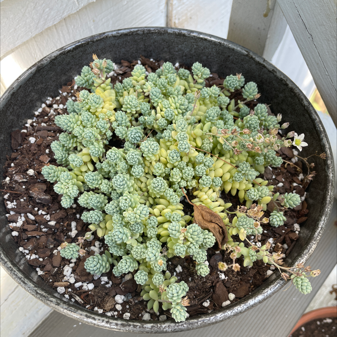 Corsican Stonecrop plant in a pot with some yellowing and browning leaves, visible soil, and flowers.
