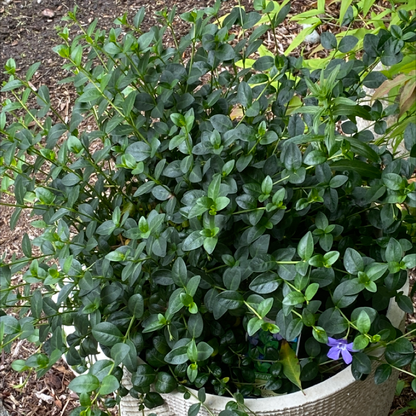 Lesser Periwinkle plant with dark green leaves and a few visible flowers in a pot.