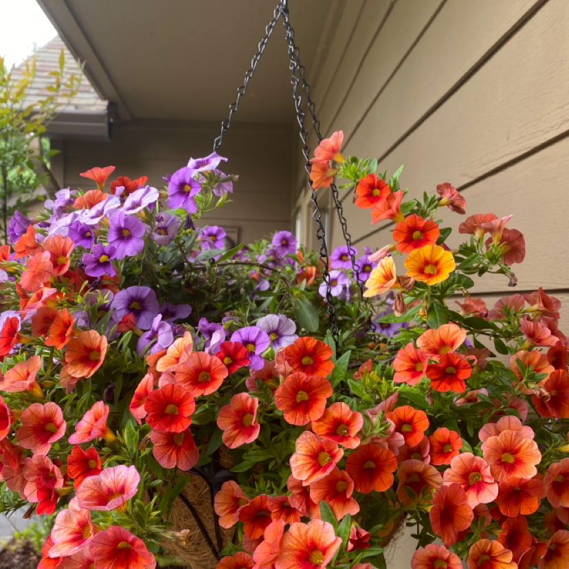 Photo of the plant species Million Bells by @katykaty named Bieber on Greg, the plant care app