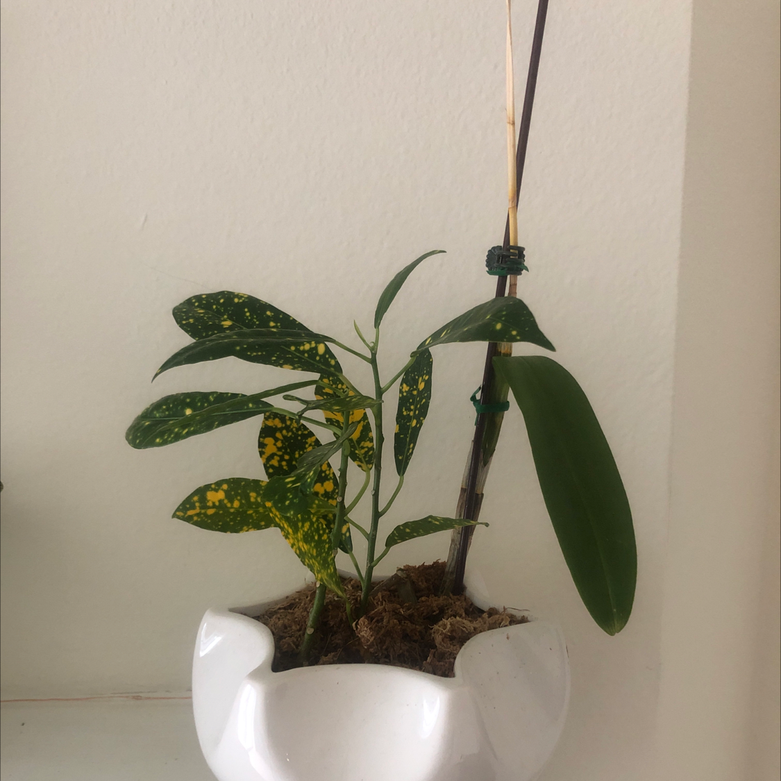 Gold Dust Croton plant in a white pot with green leaves and yellow spots.