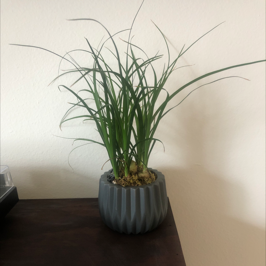 Healthy ponytail palm in gray planter with long arching leaves growing from bulbous base, partially covered in pebbles.