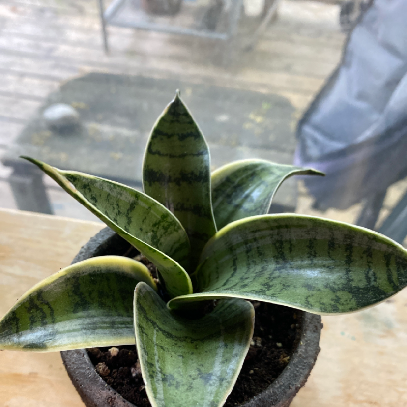 Snake Plant plant photo by @Maeve77 named Salazar on Greg, the plant care app.