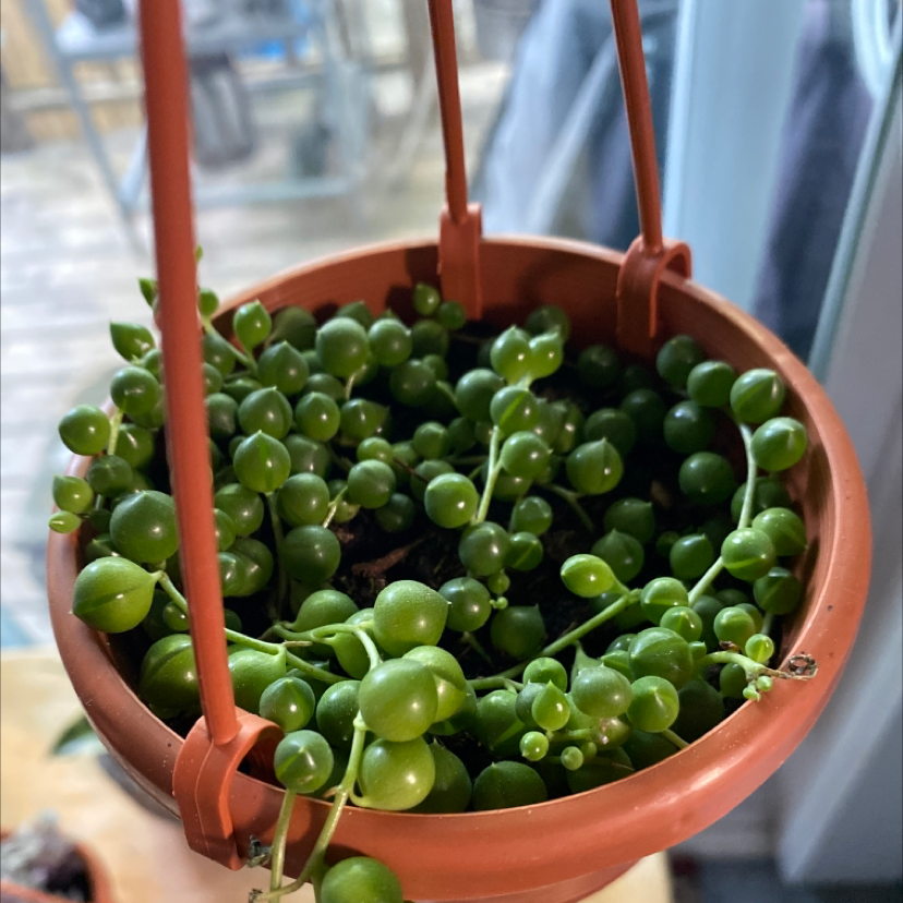 String of Pearls plant photo by @Maeve77 named Penny on Greg, the plant care app.