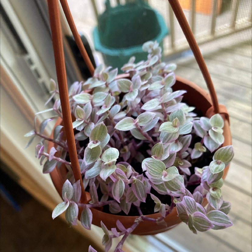 Creeping Inch Plant plant photo by @Maeve77 named Peter on Greg, the plant care app.