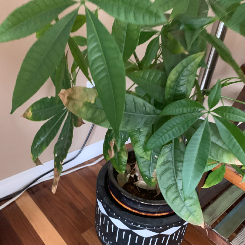 Money Tree plant photo by Linda named Money tree on Greg, the plant care app.