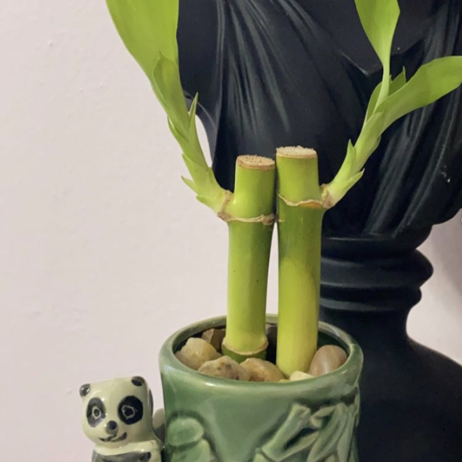 Lucky Bamboo plant photo by Larissa🌝 named antoine on Greg, the plant care app.