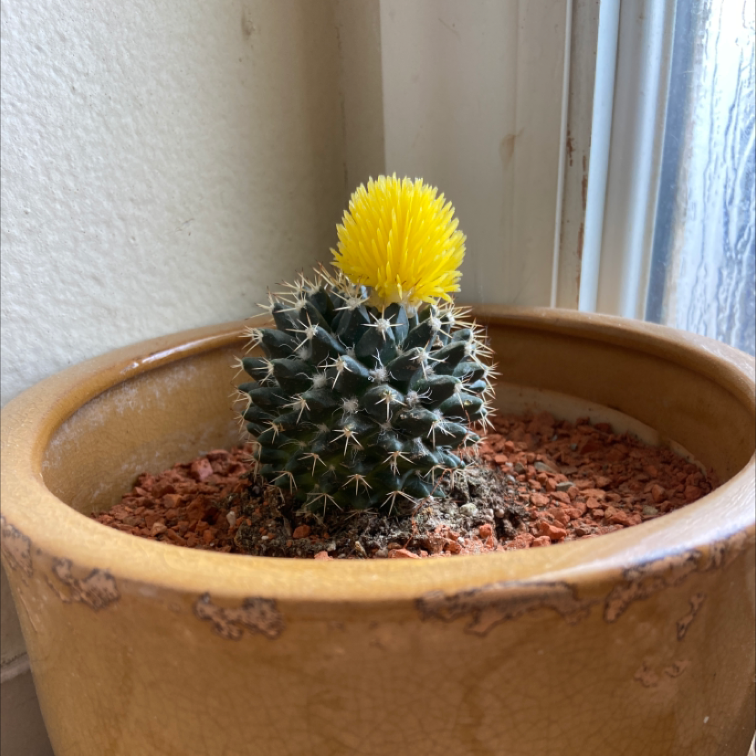 Sonora Barrel cactus in a pot with red gravel, featuring a yellow flower on top.