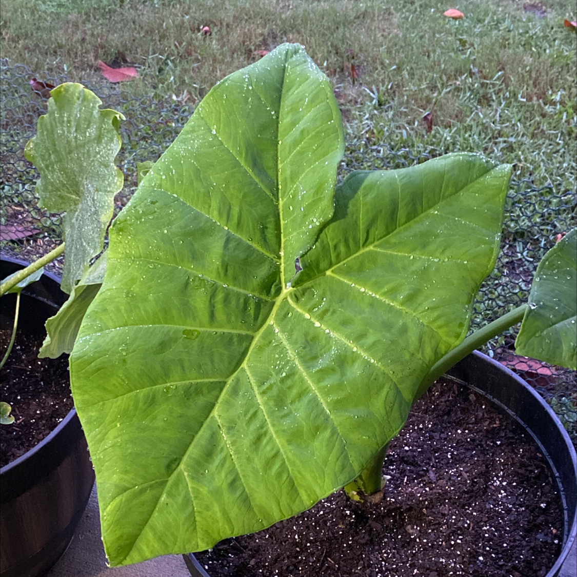 Arrowleaf Elephant Ear plant with large green leaves and visible soil.