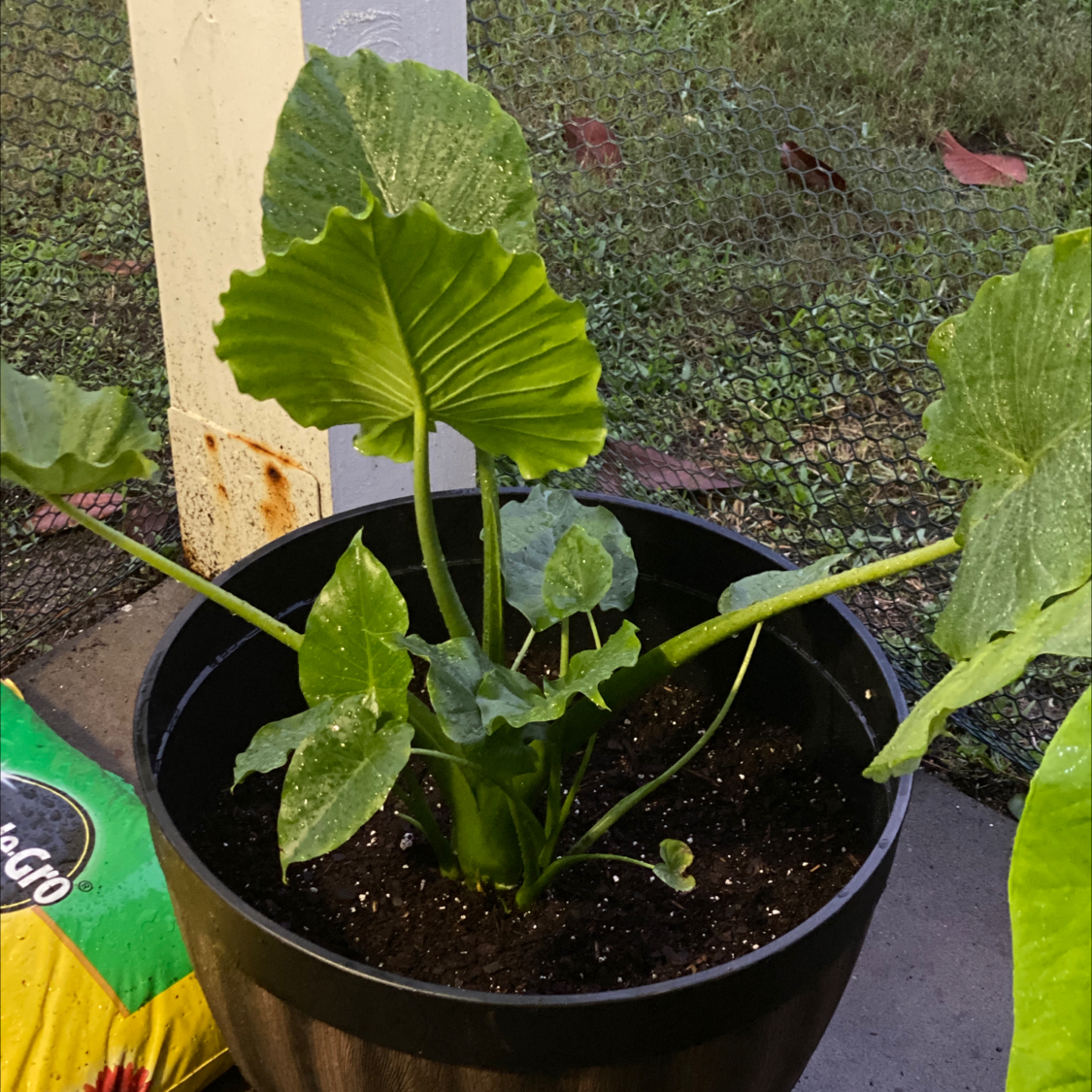 Potted Arrowleaf Elephant Ear plant with large green leaves in good health.