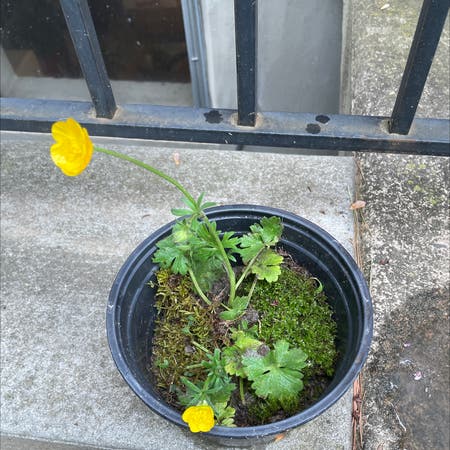 Photo of the plant species Common buttercup by Red.dxaster named Aubery on Greg, the plant care app