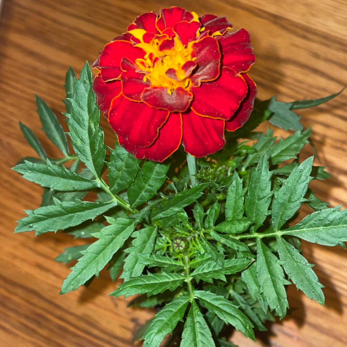 A healthy African Marigold with a vibrant red and yellow flower and green leaves.