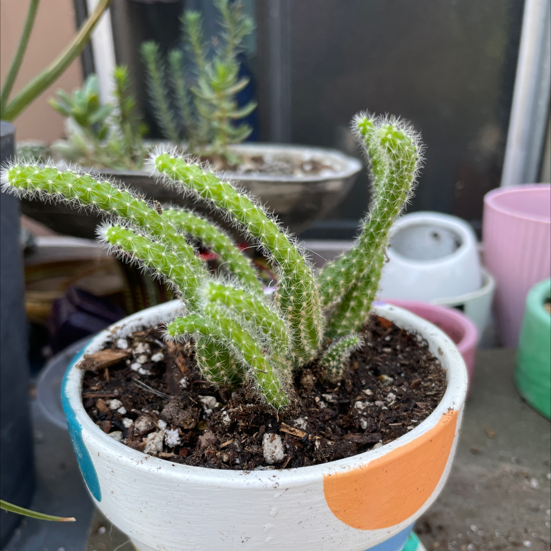 Photo of the plant species Peanut Cactus by Chris named Peanut cactus on Greg, the plant care app