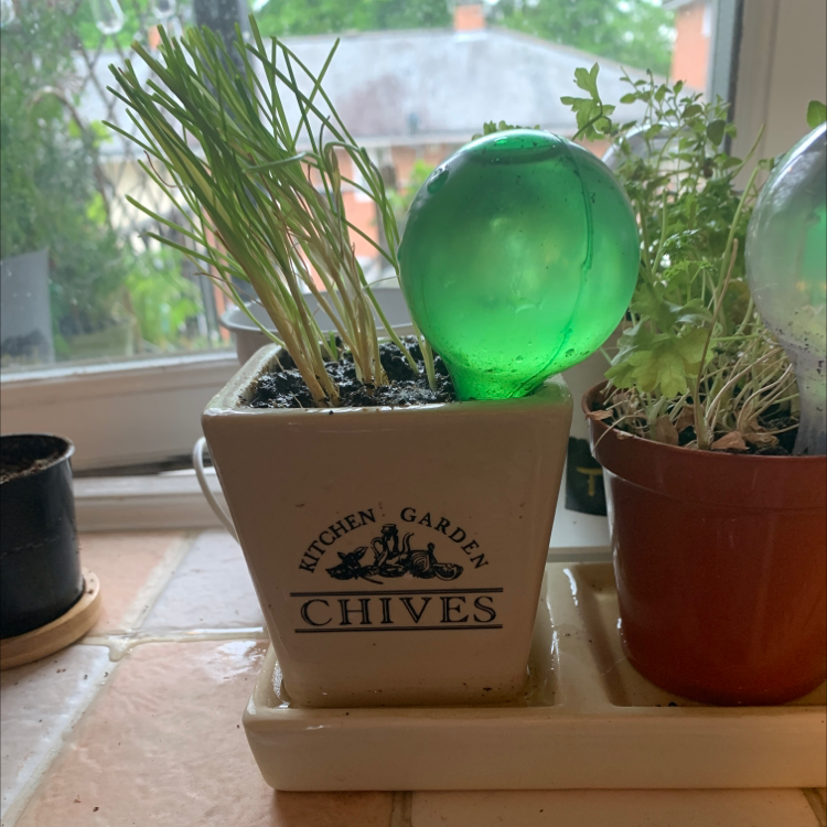 Potted Wild Chives plant on a windowsill with a green watering globe.
