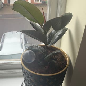 Rubber Plant plant in Colden Common, England