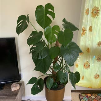 Monstera plant in Colden Common, England