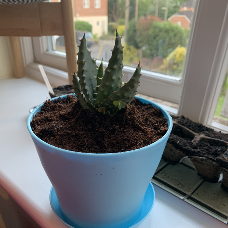 Cape Aloe plant in a blue pot on a windowsill, with visible soil and no signs of disease.