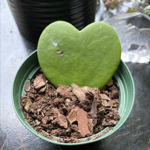 Sweetheart Hoya plant photo by @adelle named talulah on Greg, the plant care app.