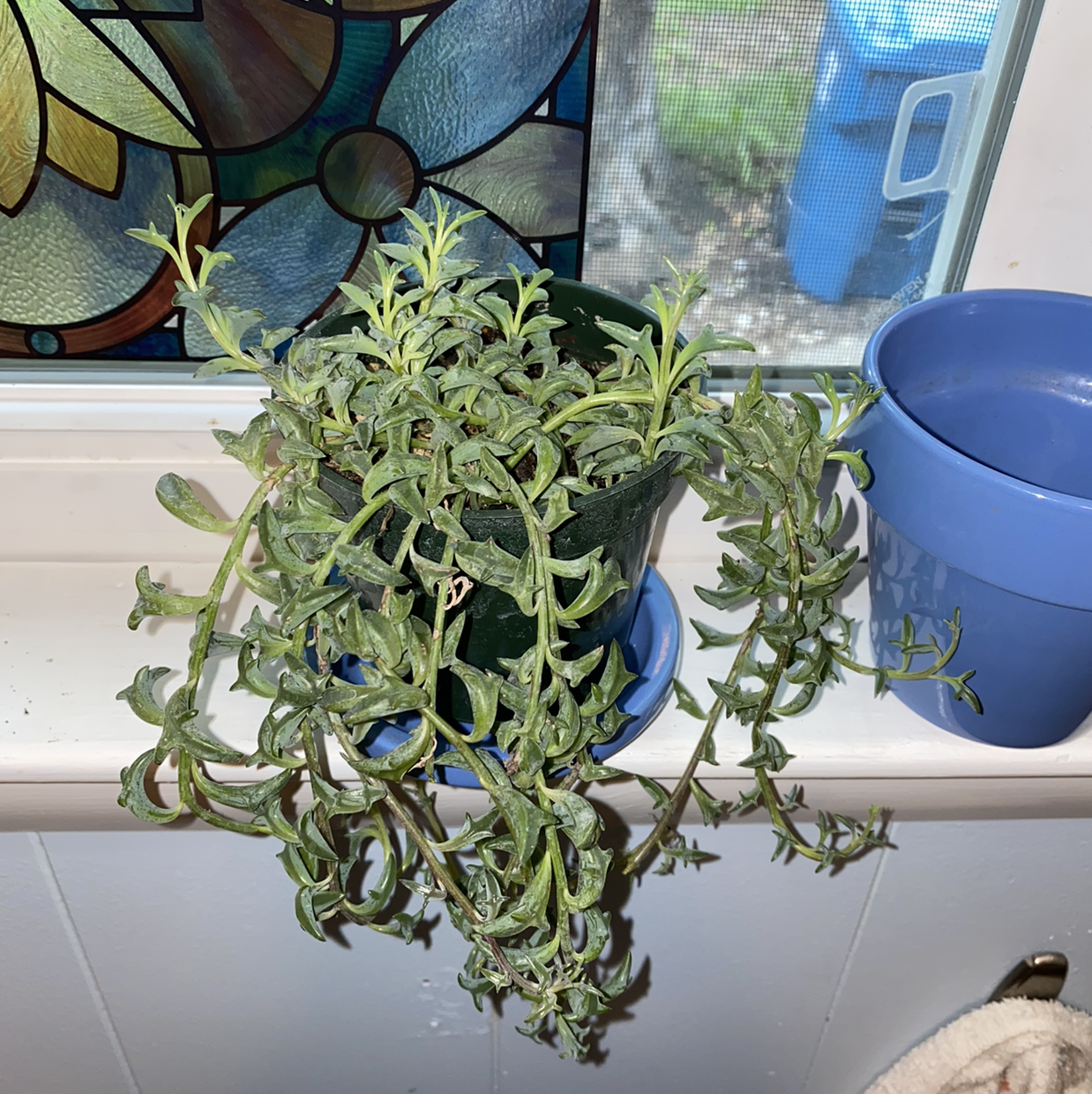 String of Dolphins plant photo by @adelle named lena on Greg, the plant care app.