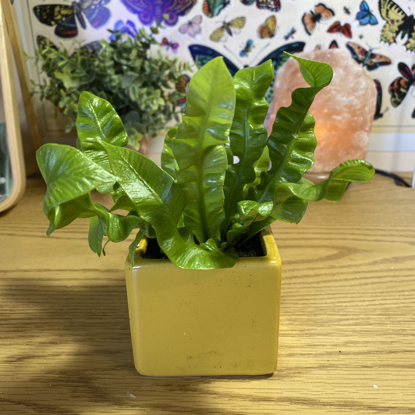Hart's Tongue Fern in a yellow pot with vibrant green leaves and decorative background.