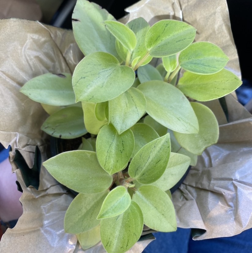 Photo of the plant species Teardrop Peperomia by Sandrine named Tinker Bell on Greg, the plant care app